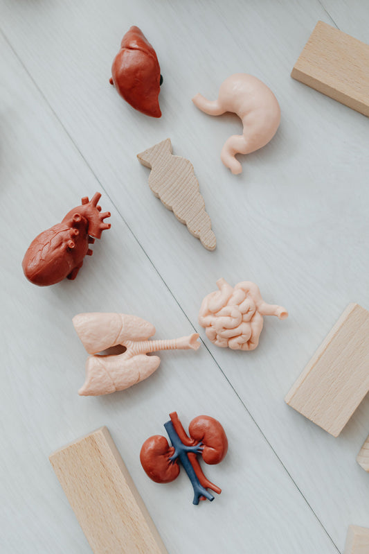 FUNCIÓN RENAL SALUDABLE — HÁBITOS DIARIOS QUE PUEDES CAMBIAR HOY